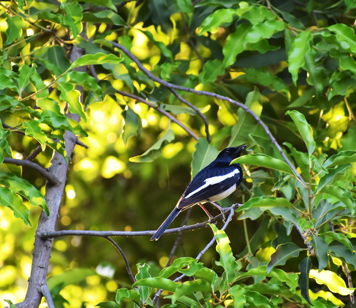 Image may contain: outdoor, tree and bird