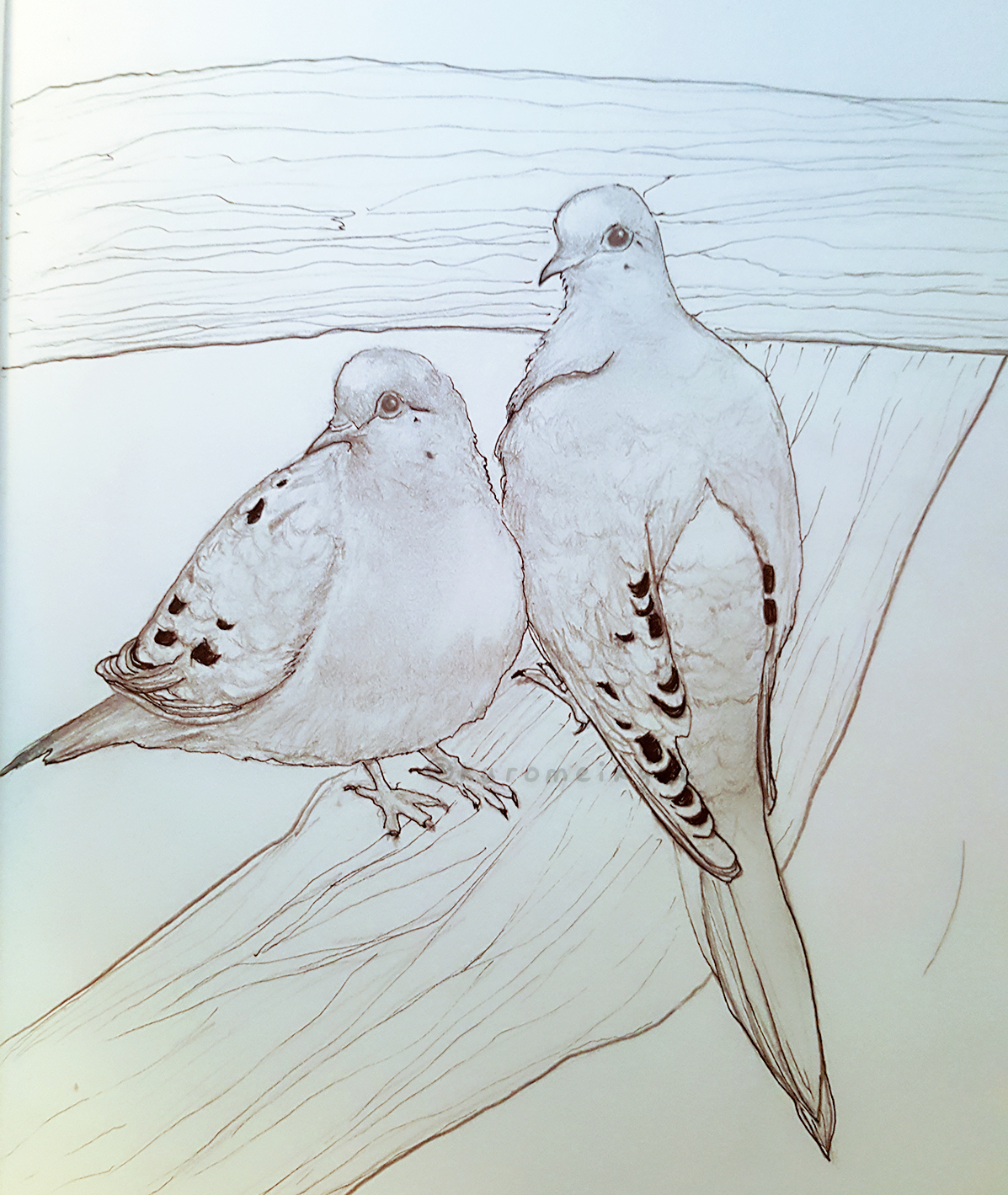 birds Nature animals drawings pencil traditional