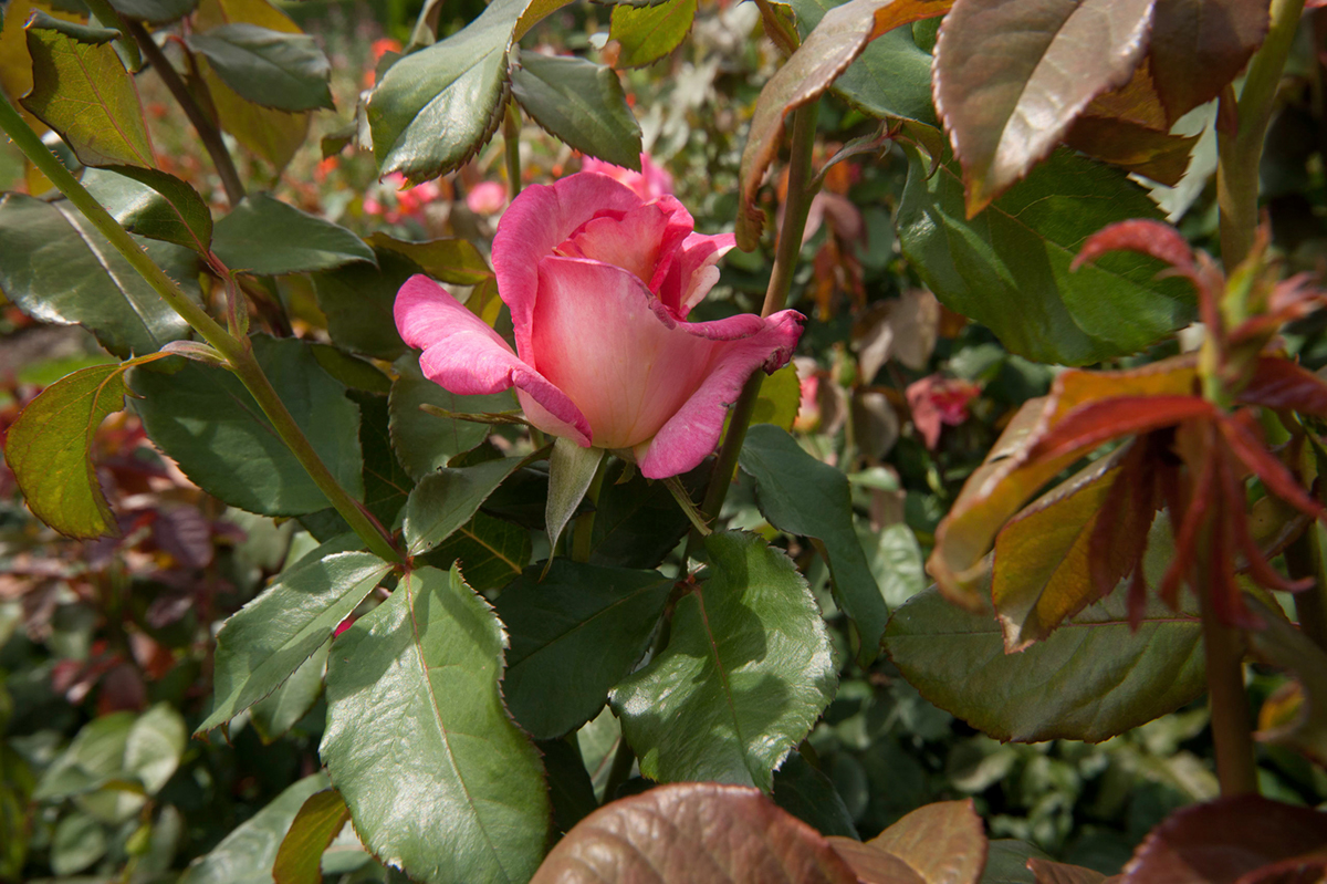 Roses rosebuds Flowers plants horticulture botany macro closeup