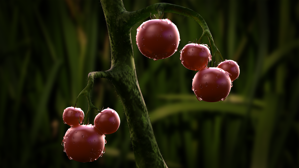 vray 3ds max photoshop Tomato photorelistic visual Plant vegetables grass