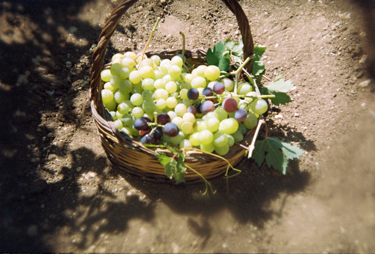 Landscape beauty sud Italy september grape harvest country holga135 Analogue toycamera Dionysus wine