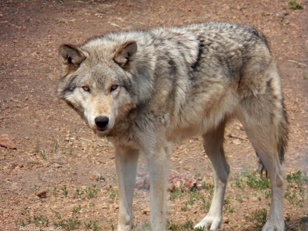 wolf wolves Lobo animal animals wildlife