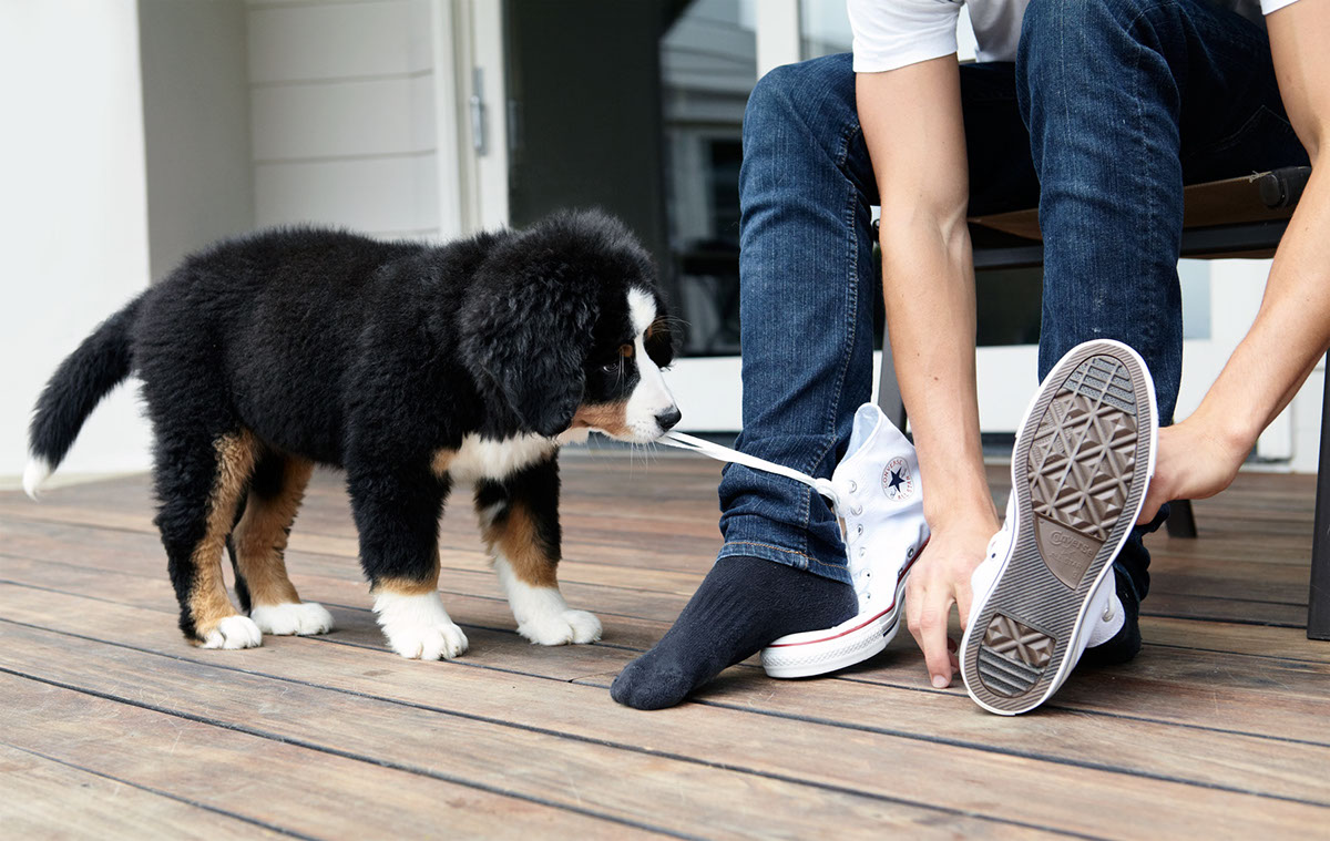 dogs  dog home dogs at home dogs on location puppy Bernese Mountain Dog chihuahua boston terrier Australian Shepherd vizsla cute animal Pet lighting