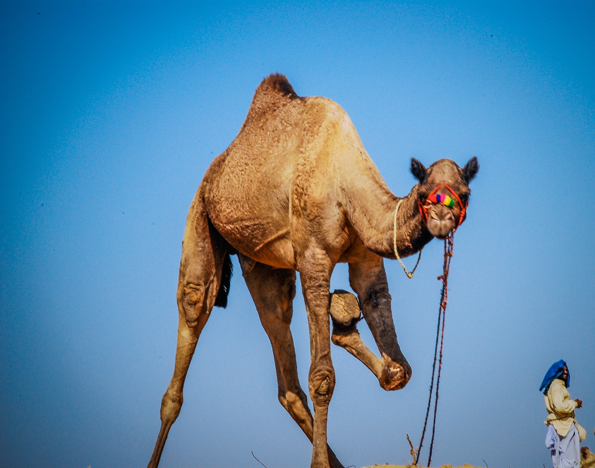 Adobe Portfolio pushkar camel fair desert Rajasthan India camel trade colours