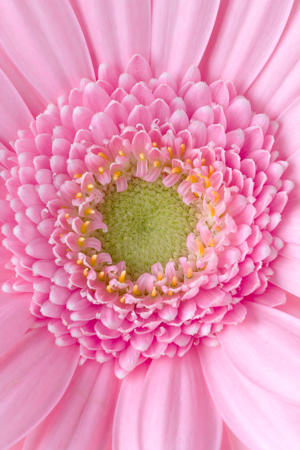 Florescence abstract photographs pink simple Beautiful flower Flowers clive nichols CLIVE nichols