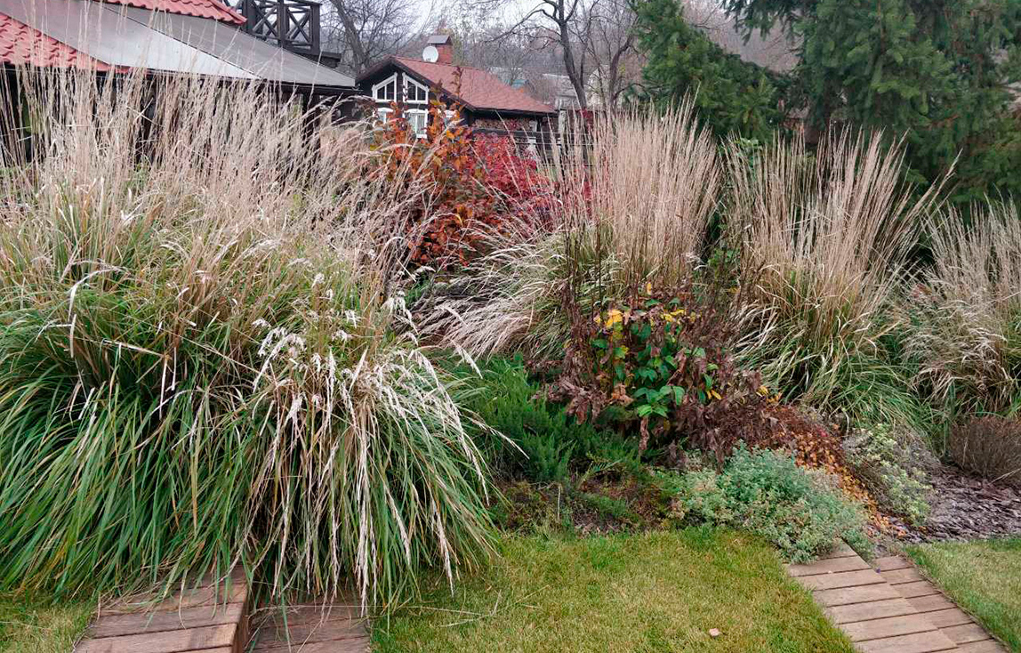 Декоративные злаки дизайн участка ландшафтный дизайн многолетники Осень в саду Природный сад современный сад терраса устойчивые посадки