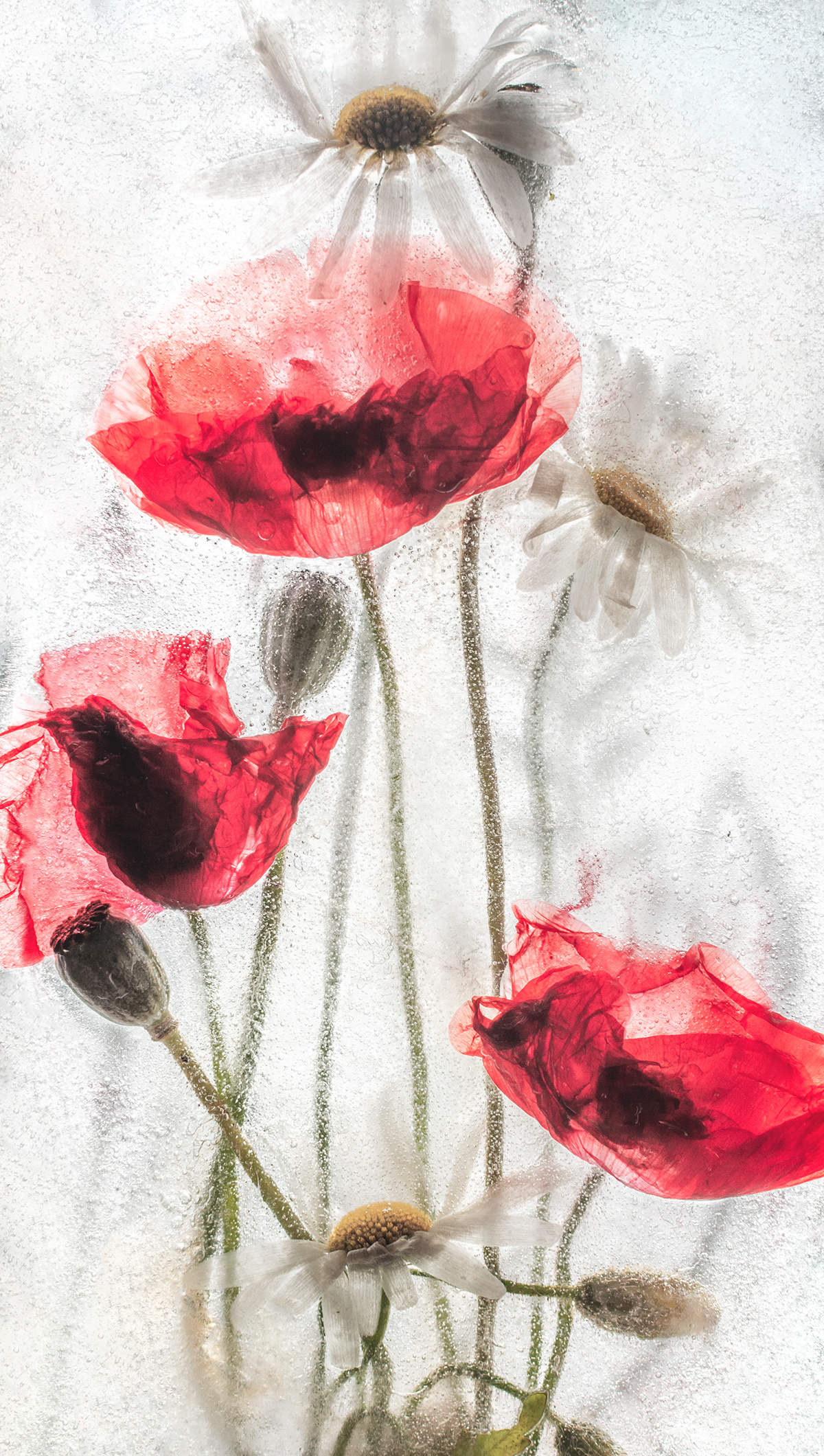 flower ice cold Photography  texture red White poppy