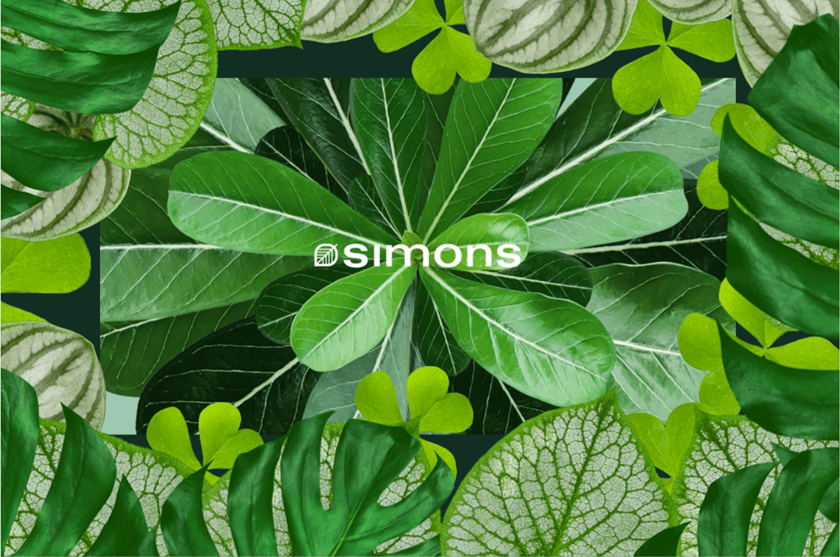 green Mode Simons vert Web