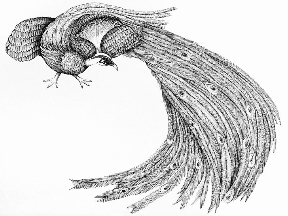 animal animal drawing animal illustration artwork Drawing  ILLUSTRATION  ink drawing ink sketch peacock sketch