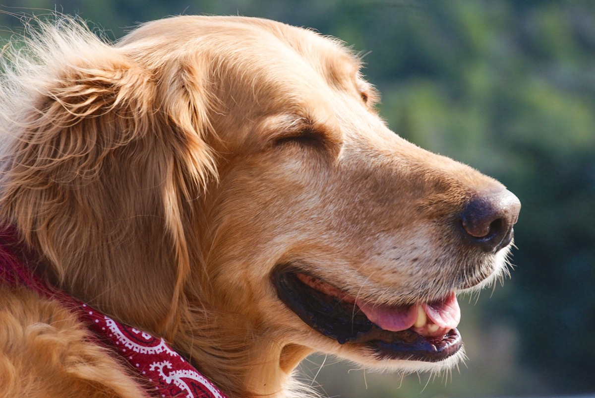 Adobe Portfolio GOLDENRETRIEVER dog bestfriend furbaby bff
