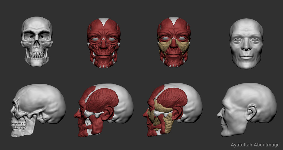 3D 3d modeling anatomy human model Render Sculpt sculpture skull Zbrush