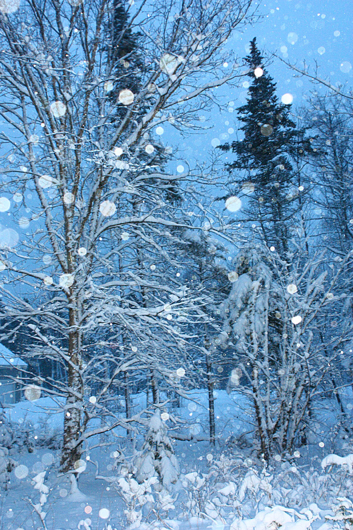 snow trees woods  landescape  WINTER  cold blue wind Blizzard ice