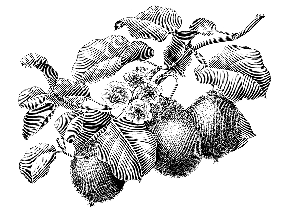 botanical ILLUSTRATION  Drawing  ink drawing Fruit Illustration engraving vintage illustration old design Engraving Illustration fruit drawings