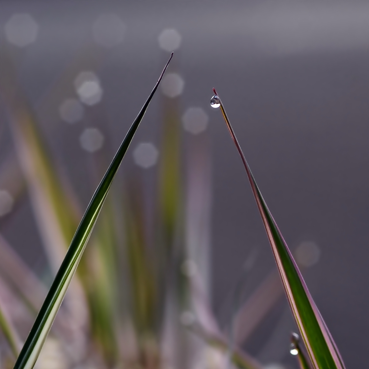 grass reed waterdrops morning dew