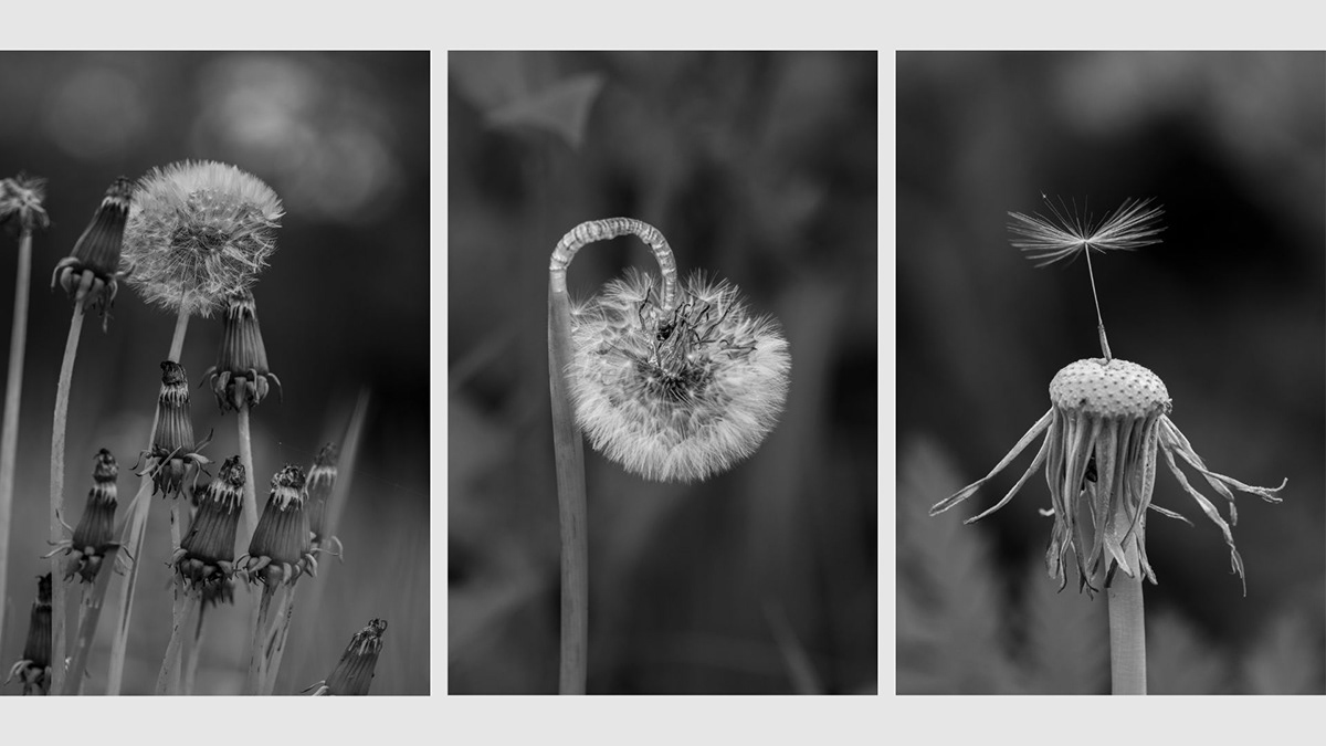 Nature photographer lightroom black and white Macro Photography Flowers macro macrophotography flowerphotography