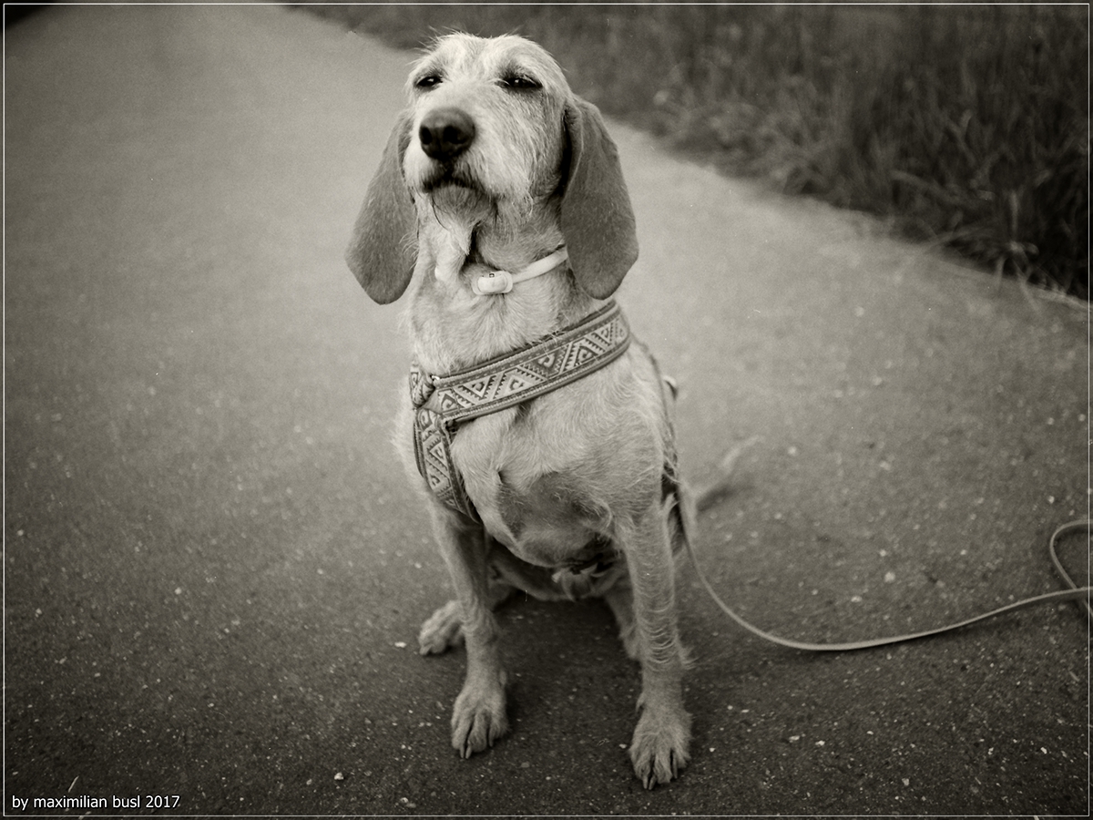 Adobe Portfolio dog portrait animals Hasselblad