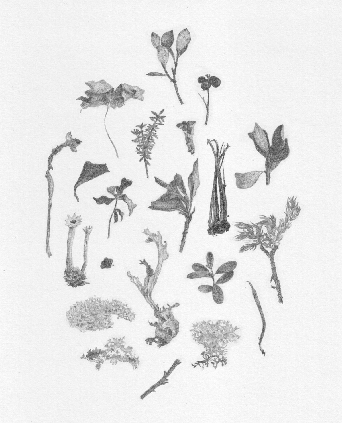 Drawing  wildlife botanical illustration Nature Pencil drawing Lichens botanical art plants botanical Digital Art 