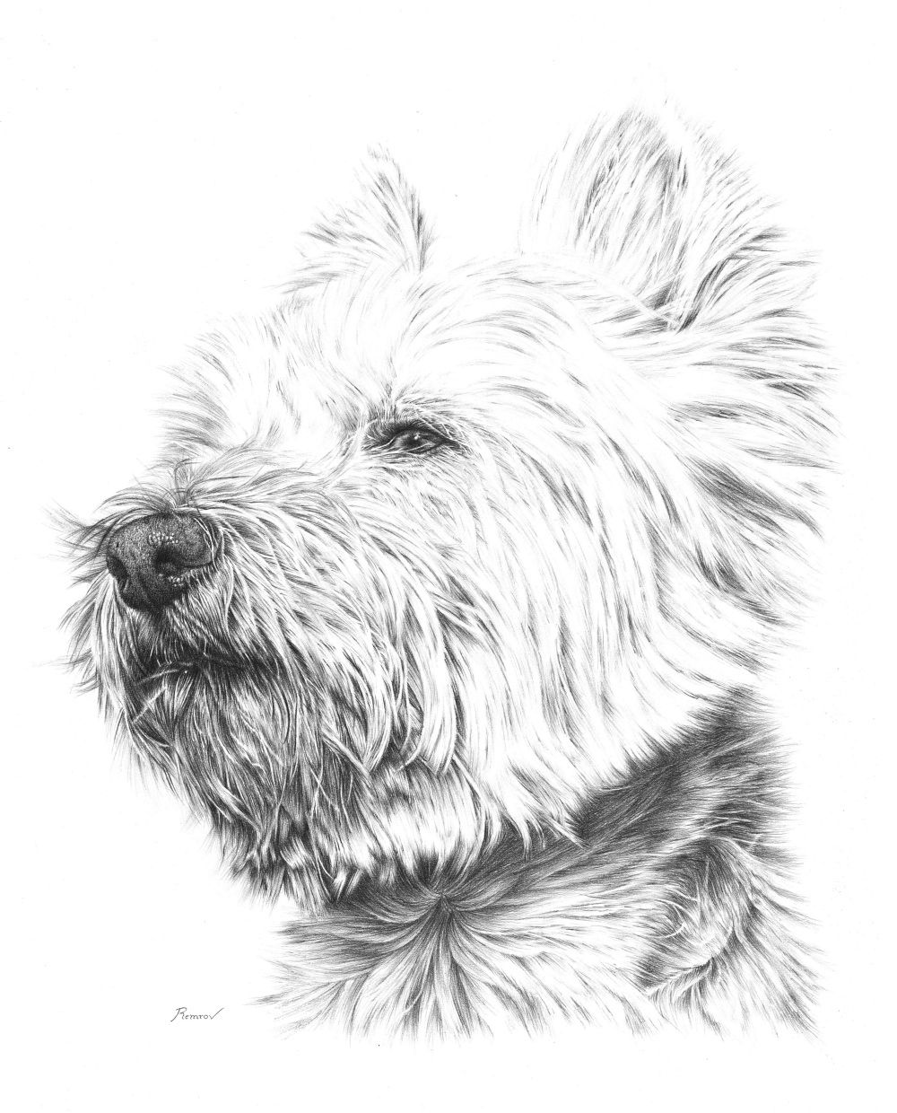 Westy westie dog pencil pencildrawing photorealism photorealistic animal doglover White furry blackandwhite West Highland Terrier