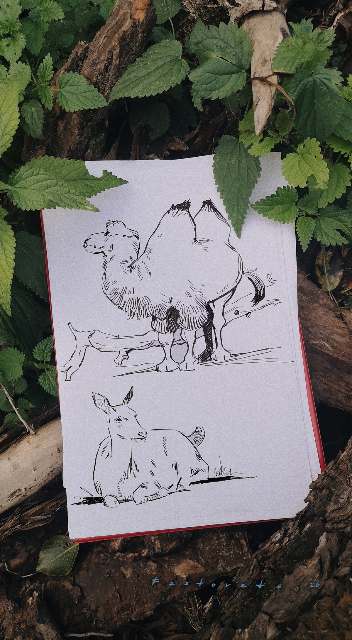 animals sketches