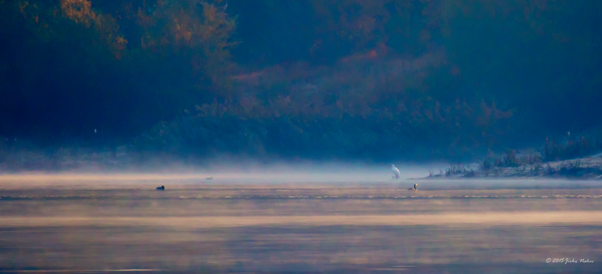 Nature birds Insects wildlife Wildlife photography autumn golden water lake pond mist fog Fall