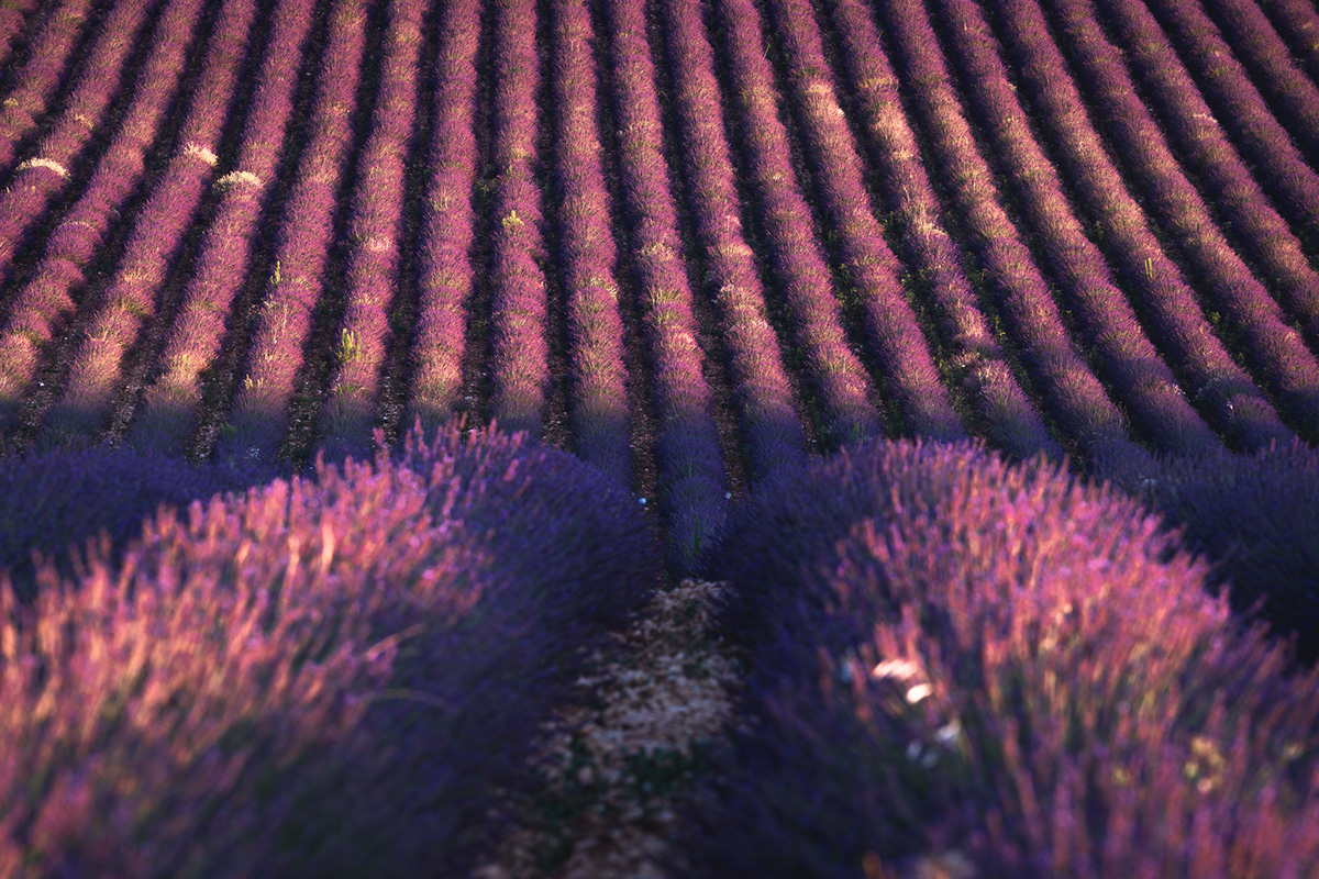 lavender lavande fields Provence france summer Flowers essential oil perfume