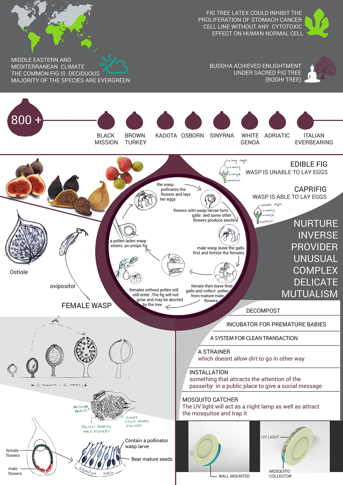 infographics nature inspired design fig