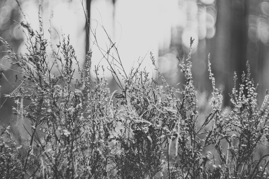 09/05/2013 black and White Nature forest Flora