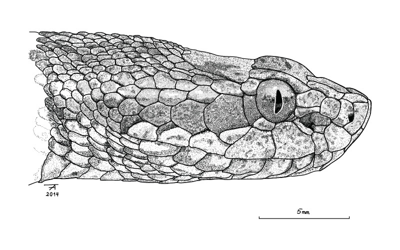 snake vector Illustrator Gloydius rickmersi