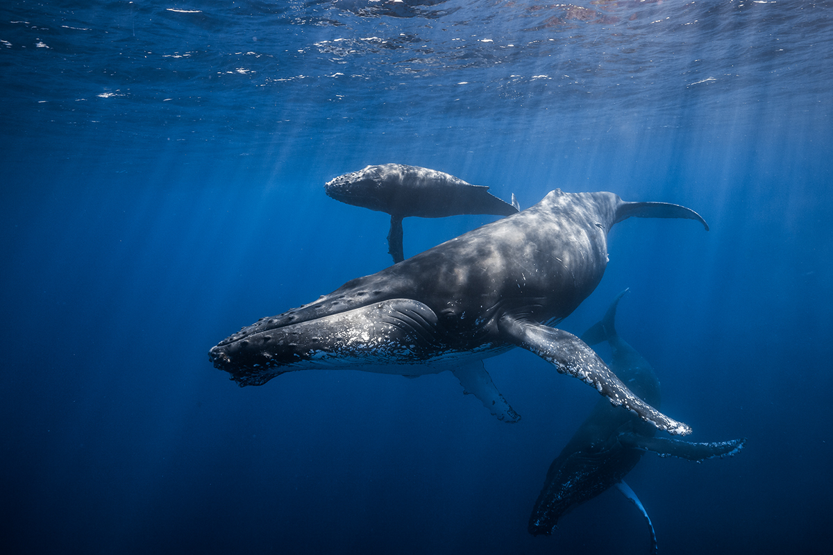 Humpback whale Whale Ocean sea wildlife cetacea baleine reunion dive underwater