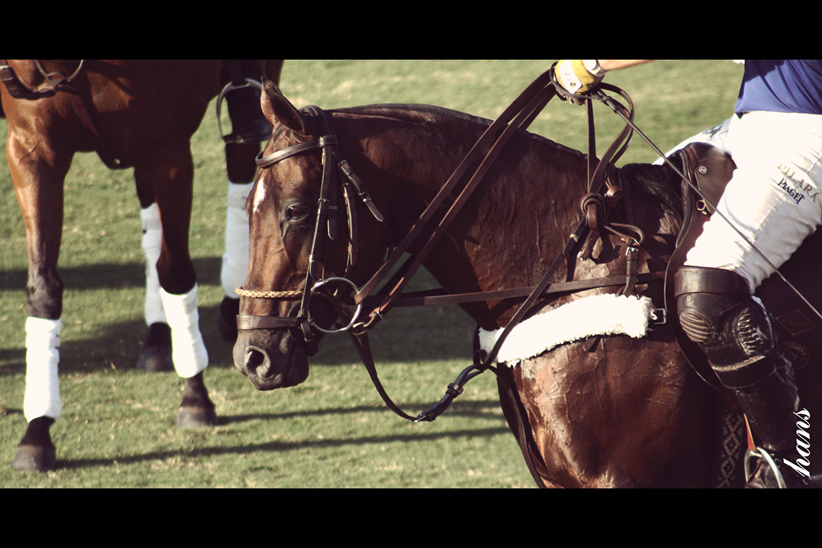 polo buenos aires argentina caballos horses