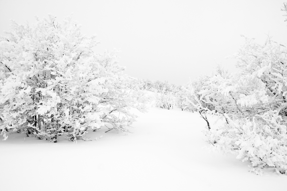 snow  white  WINTER  cold  minimalism  shapes  absence