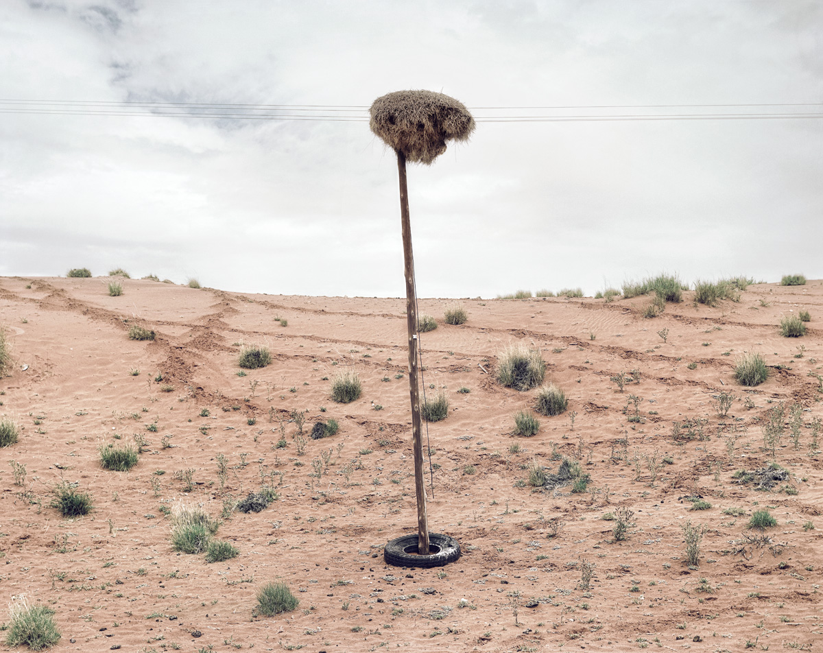 weaver bird nests kalahari telephone poles south africa