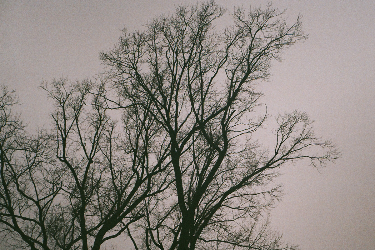 film photography multiple exposure smena triplet foliage