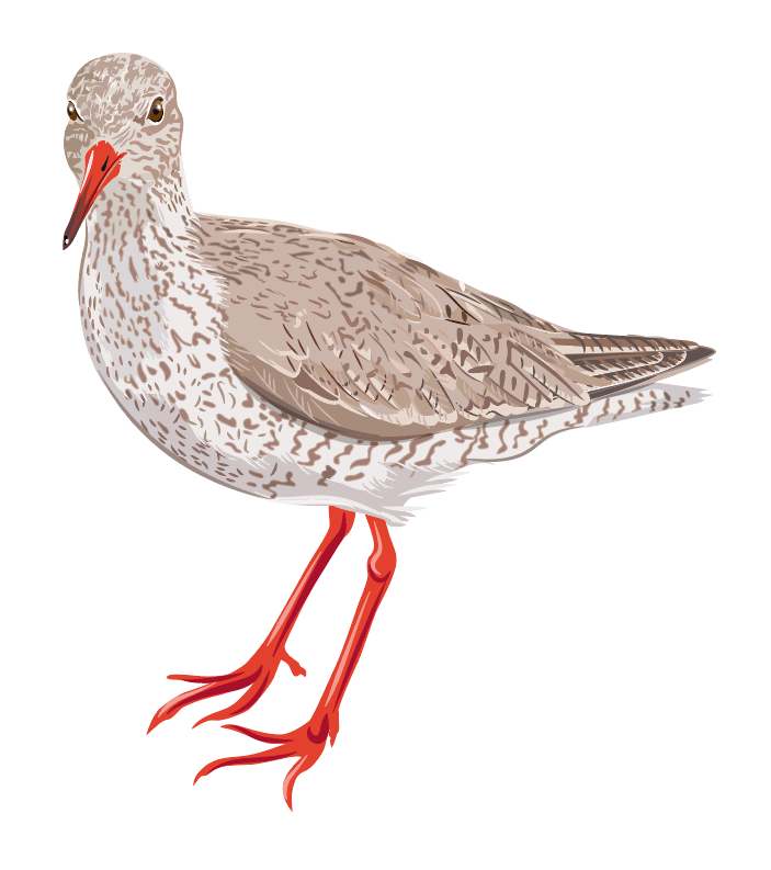 North Sea animal BIRB bird birdwatching Drawing ILLUSTRATION Nature Nordsee vogel