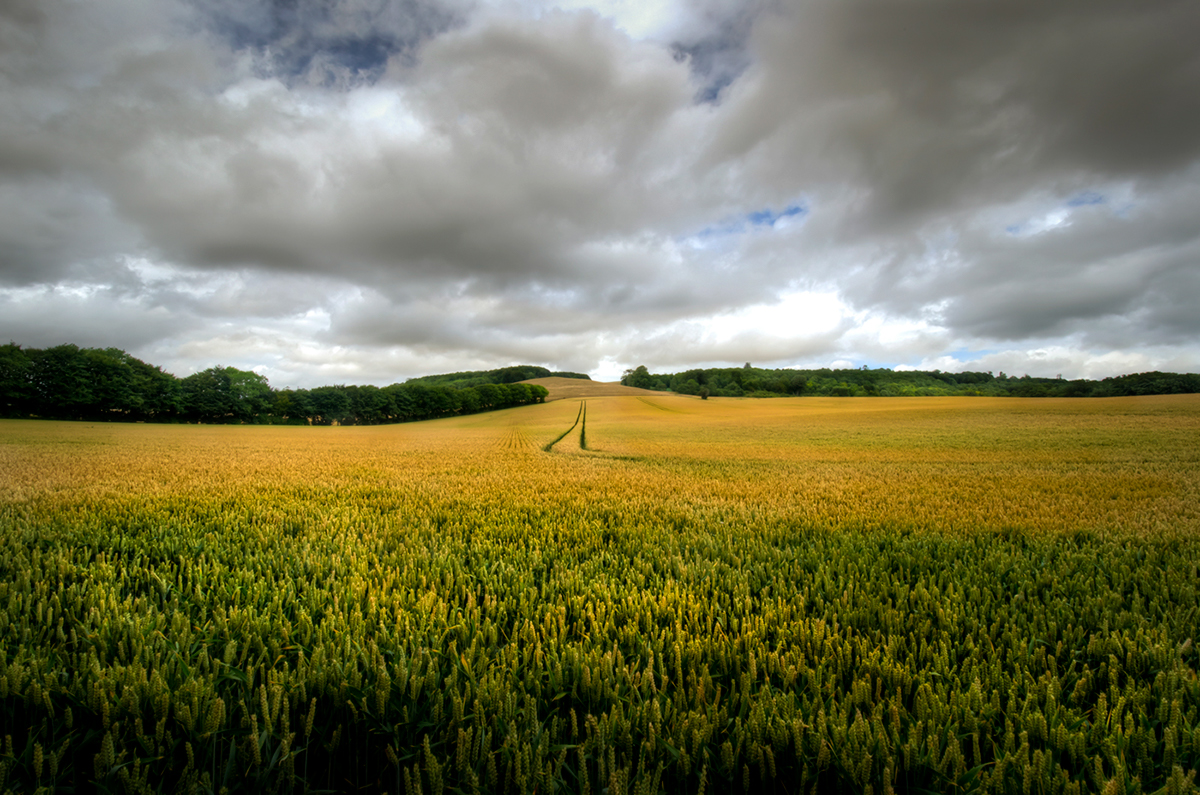 kent Bought Lees Charing Eastwell Landscape colour crops wheat broadbeans church barley