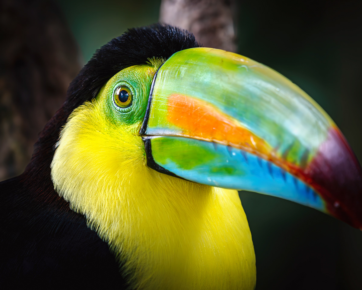 toucan Costa Rica bird Nature Photography  lightroom jungle Tropical