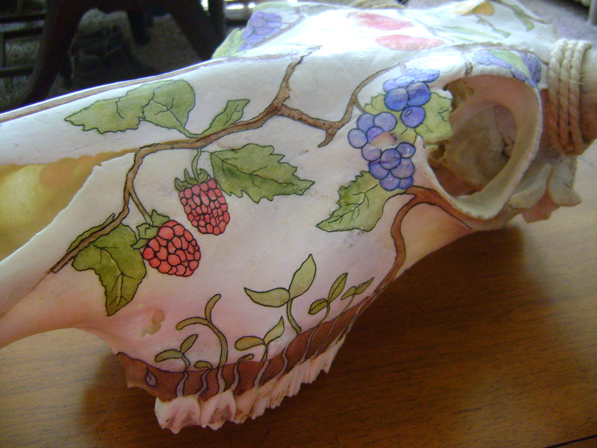 watercolor watercolors ink skull steeer cow bone rodeo Fruit apples Cherries raspberries apricots grapes Washington