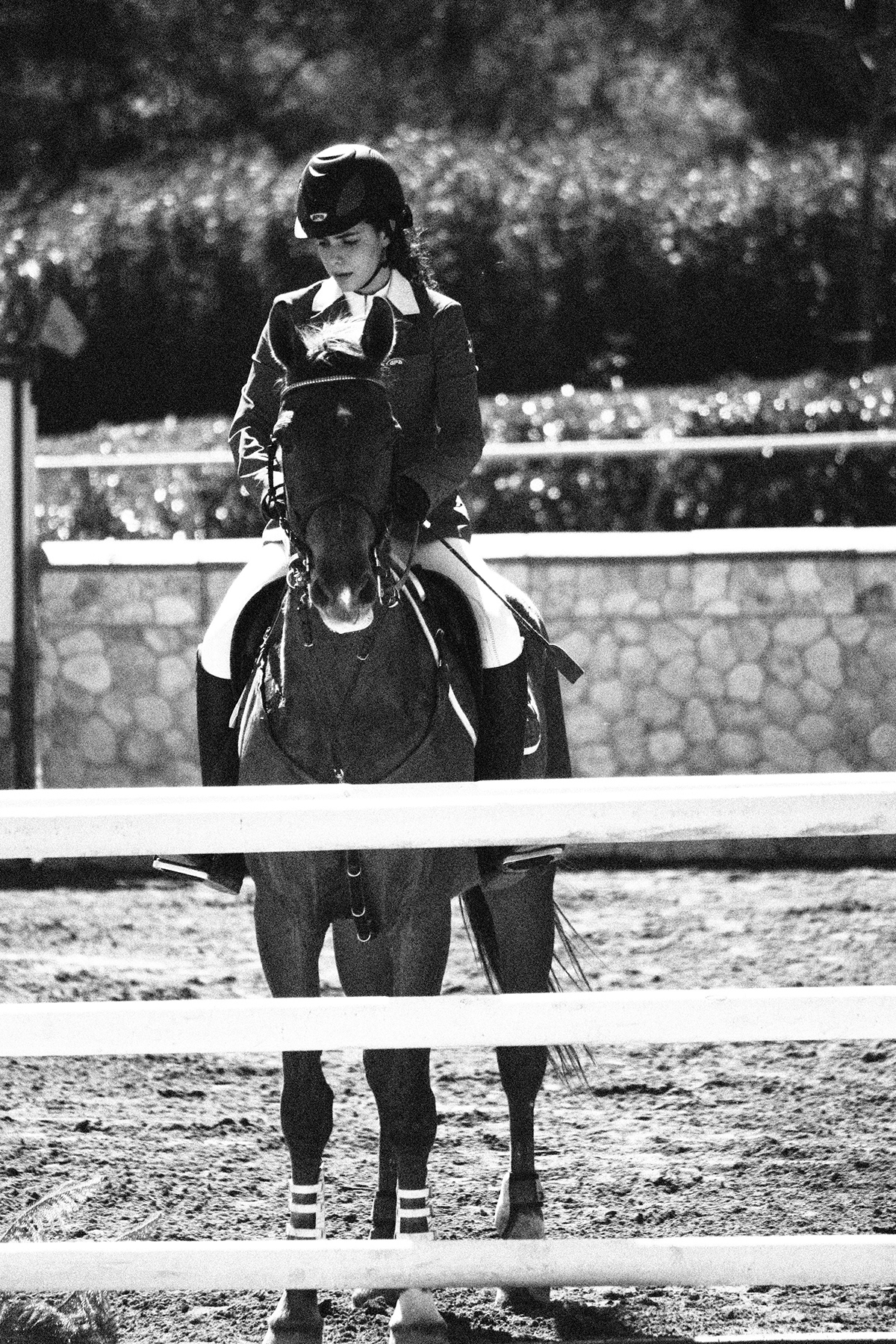 horse equestrian sport discipline equine jump Champions grayscale equitation competitive Journalist