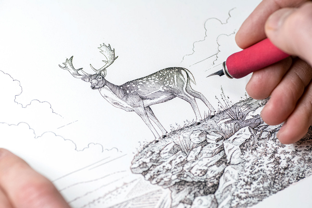 ILLUSTRATION  stag deer Fallow Deer line art Line Work pen and ink packaging illustration pen drawing