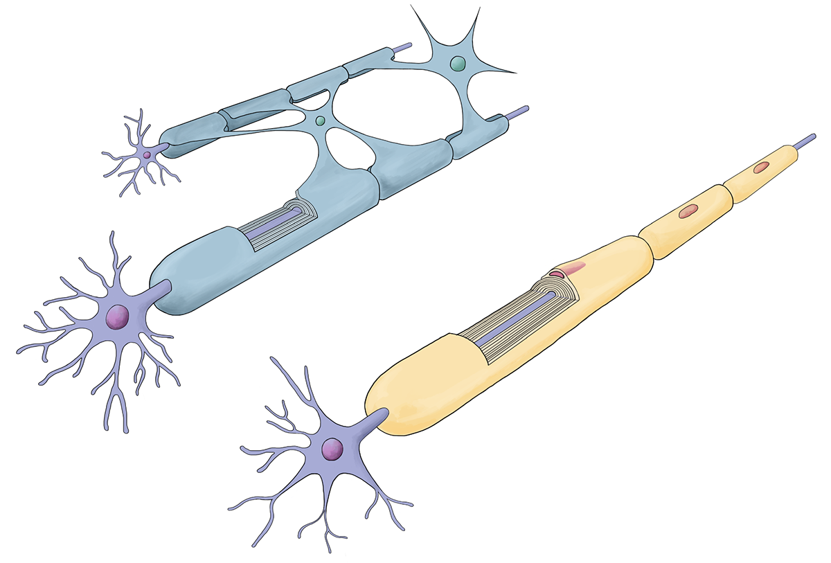 science myelin sheath scientific illustration