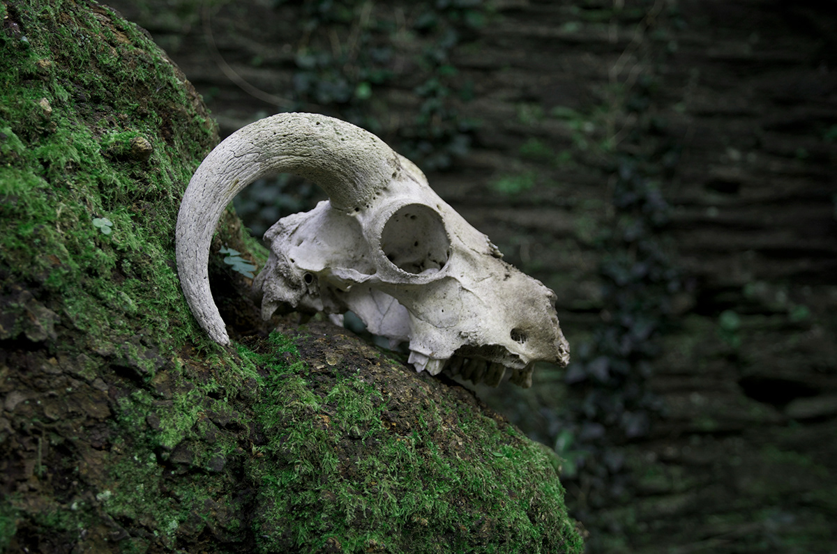 emily moss skull death creepy surreal