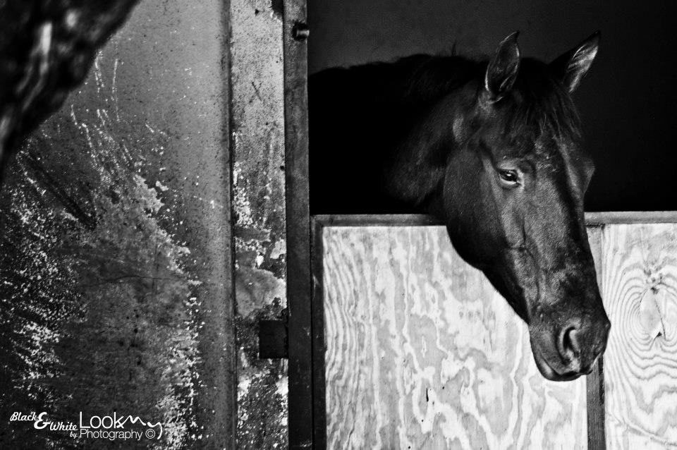 horses Black&white equestrian hipodromo Guatemala hippodrome