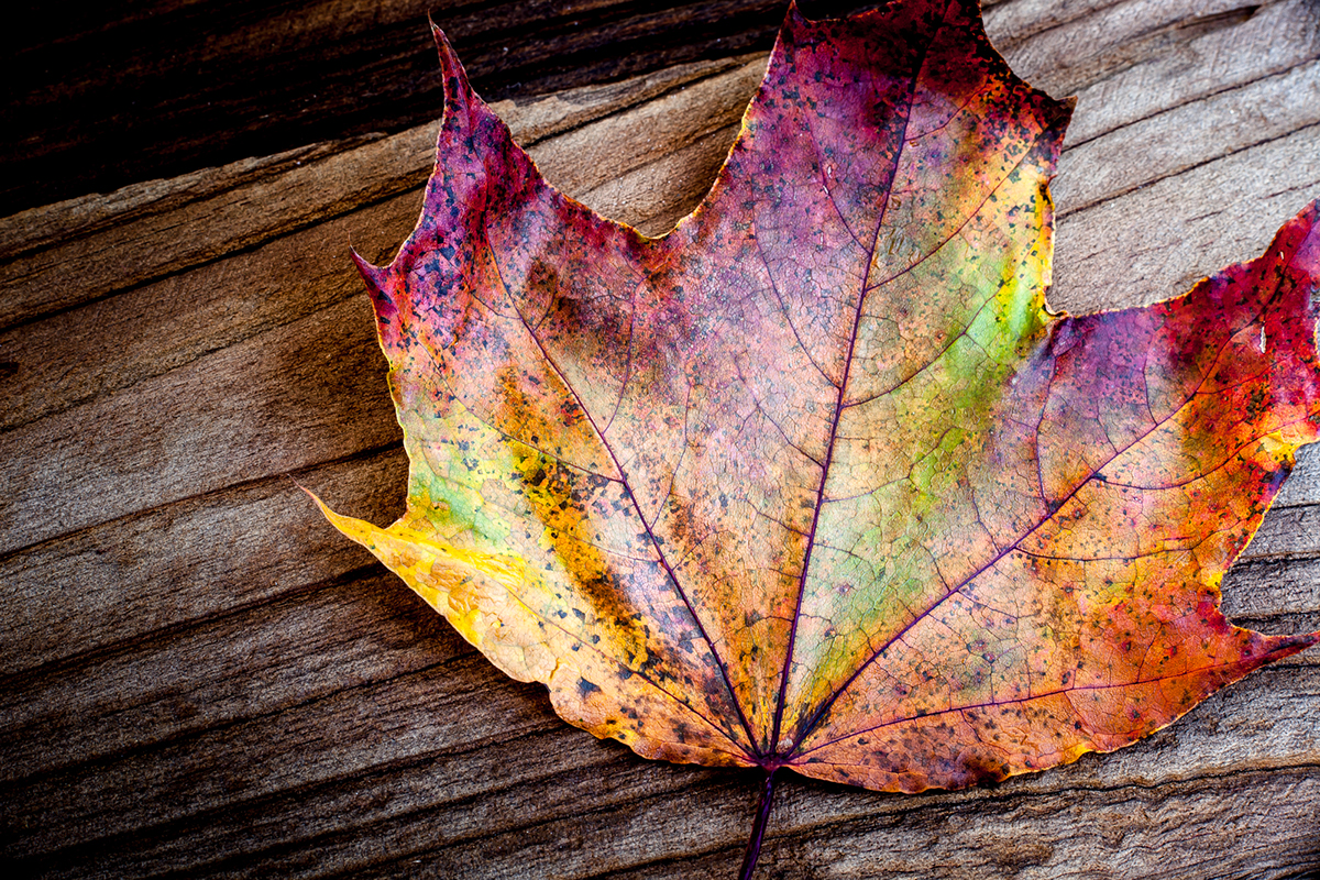 autumn Fall leaves color leaf outdoors Nature