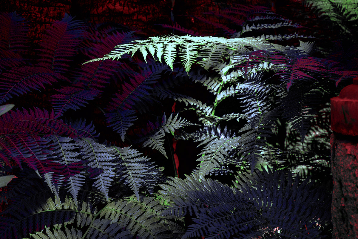 leaves plants botanic fine art art photography surrealism symbolism dark colorful forest
