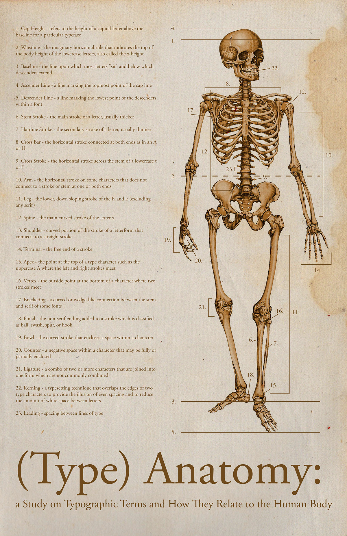 Type Anatomy skeletons pumikin kristen parham
