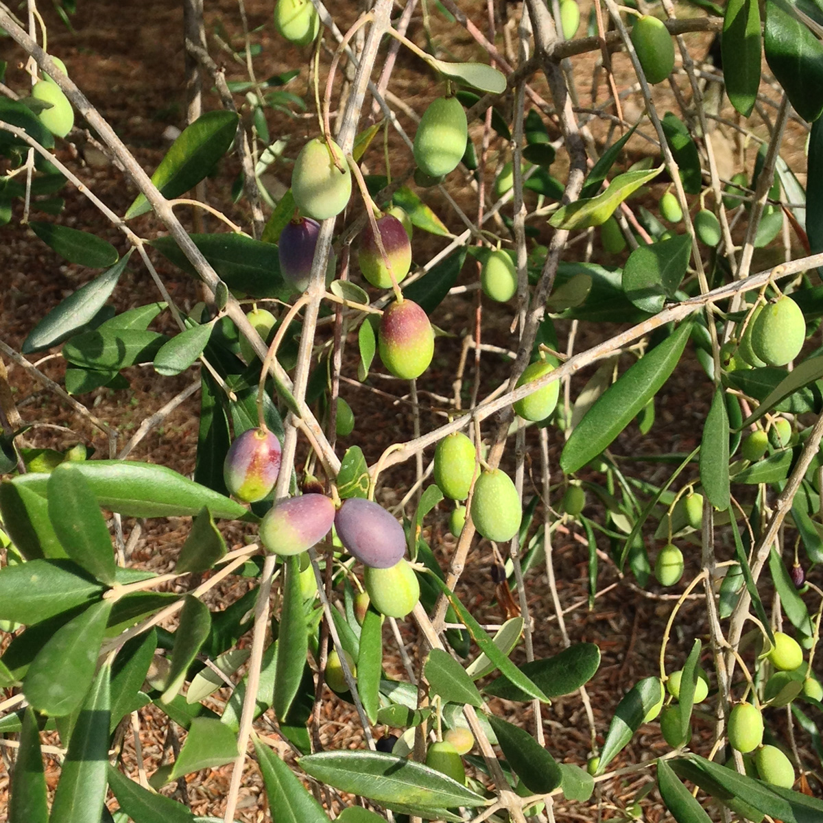 Olives in Liguria