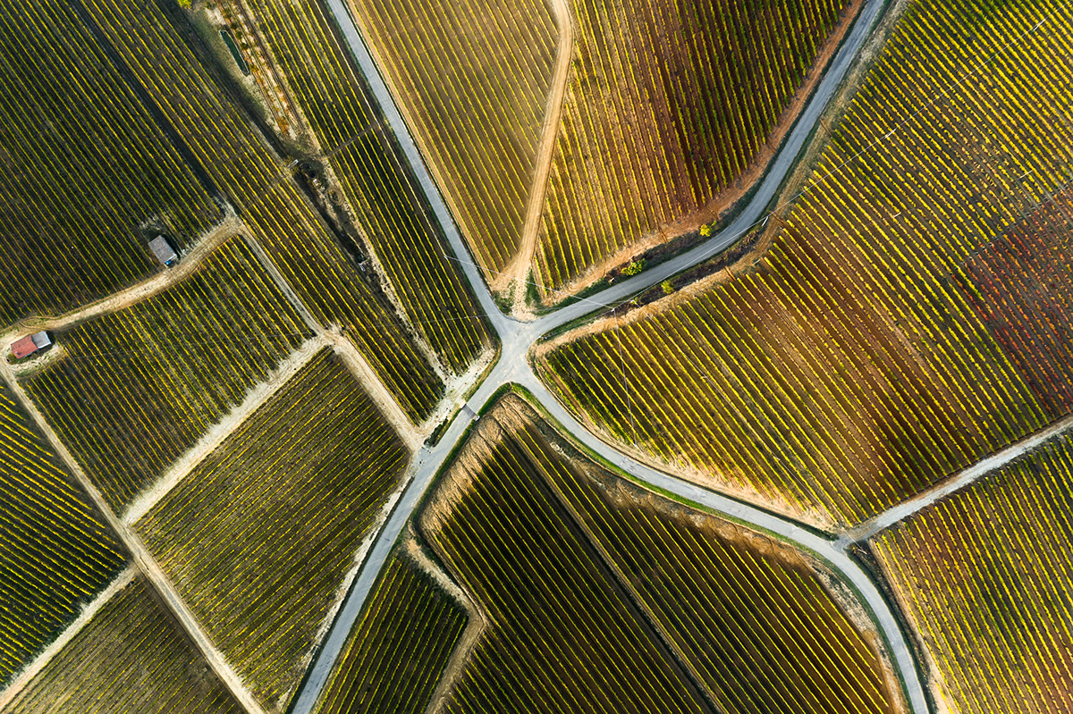 aereal autumn drone Italy lightroom Photography  vineyard abstract field Production