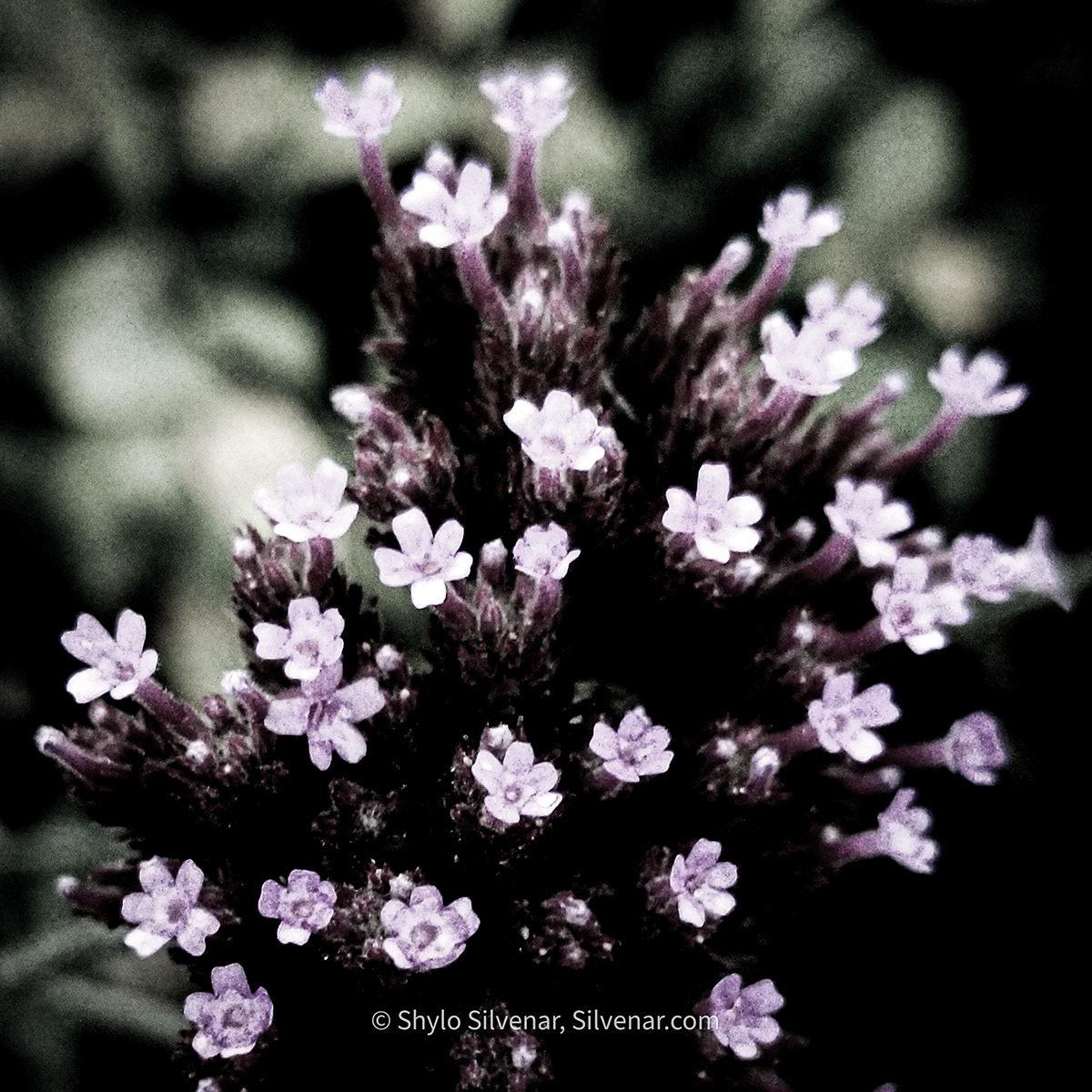 dark Flowers Muted colors Nature plants