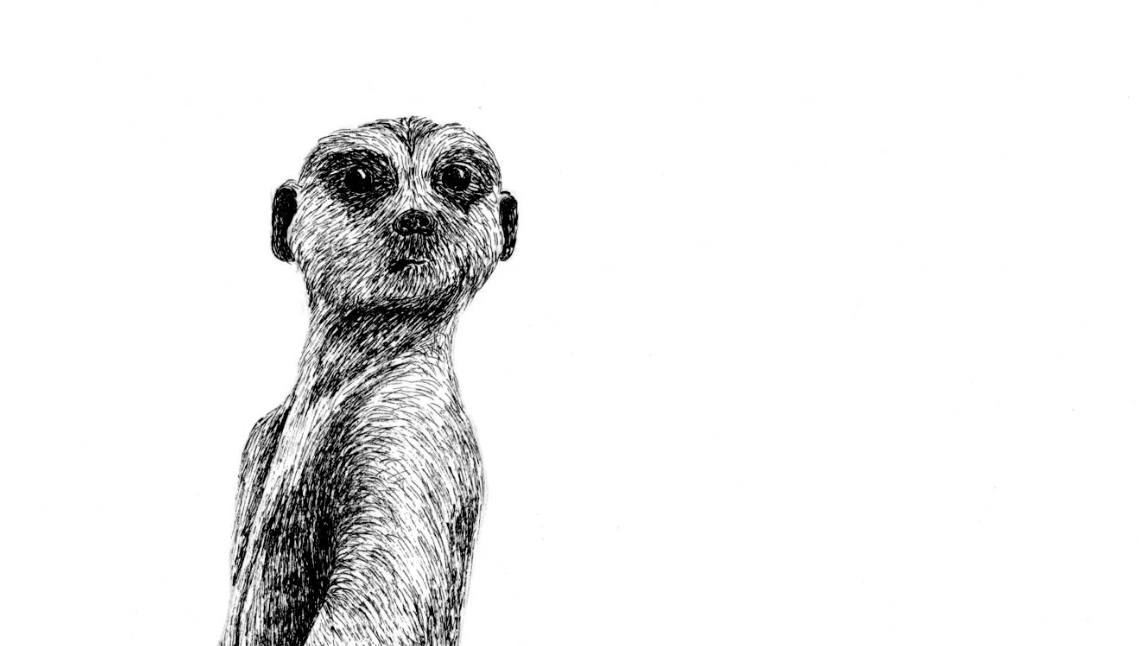 meerkat Stylization Picture