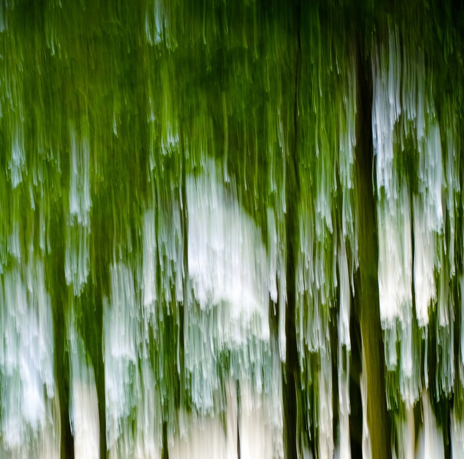 Nature forest trees green black White slow shutter motion abstract art